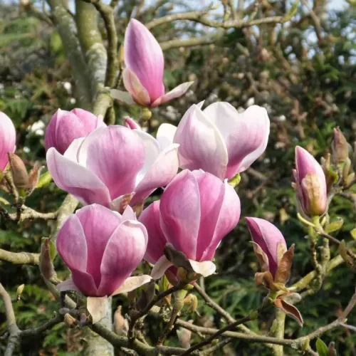 Magnolia PINK GOBLET