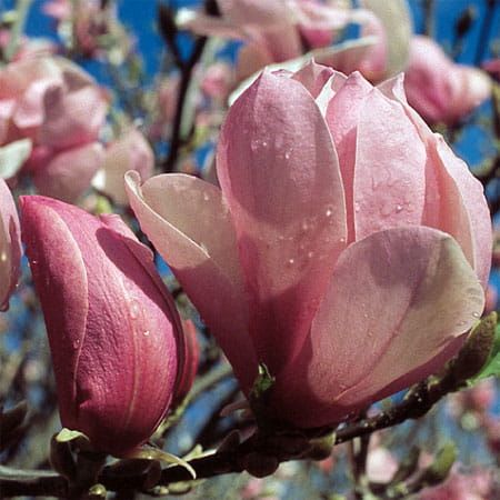 Magnolia PINKIE