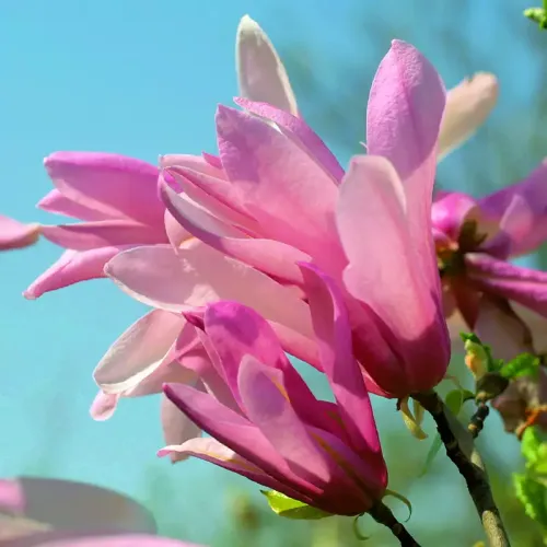 Magnolia RICKI