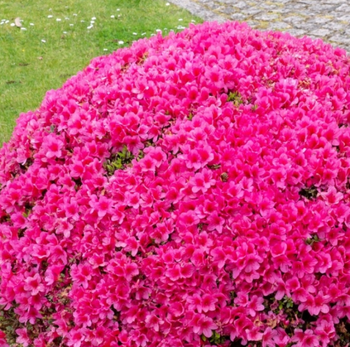 Azalia japońska KERMESINA 