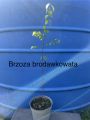 Brzoza brodawkowata