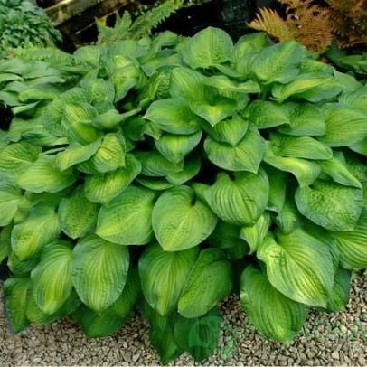 Funkia - Hosta Midwest Magic 