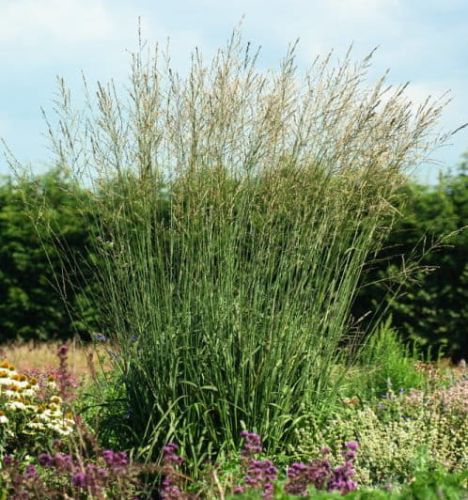 Trzęślica trzcinowata molinia KARL FOERSTER