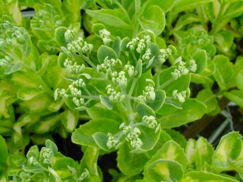 Rozchodnik VARIEGATA