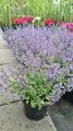 Kocimiętka PURRSIAN BLUE