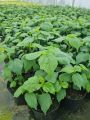 Hibiskus ROYAL GEM