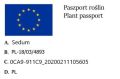 Rozchodnik MR.GOODBUD