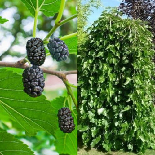 Morwa czarna PENDULA 120 cm