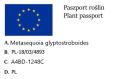 Metasekwoja chińska MATTHAEI