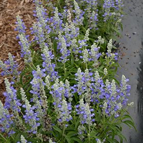Szałwia FARINA BICOLOR BLUE