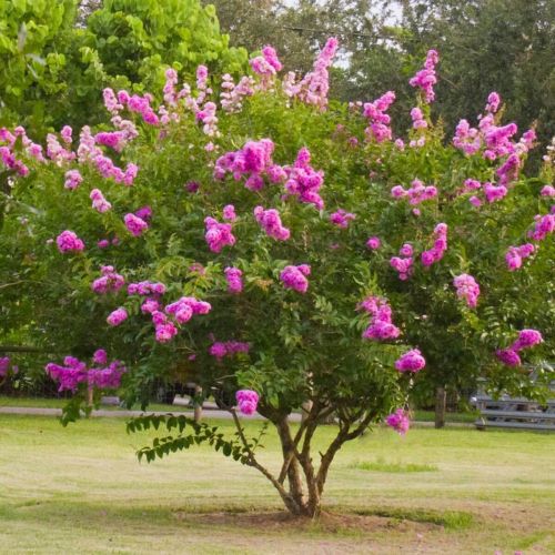 Lagerstroermia PETIIT ORCHIDEE