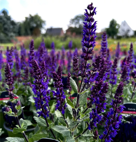 Szałwia MIDNIGHT PURPLE