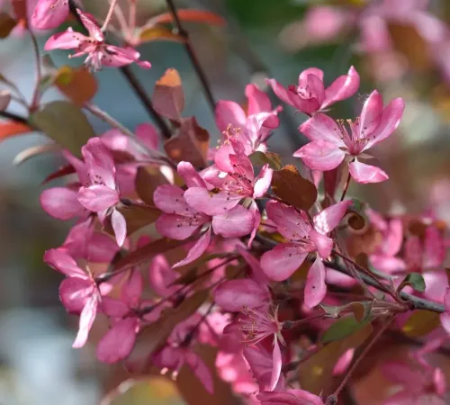 Jabłoń ozdobna FREJA