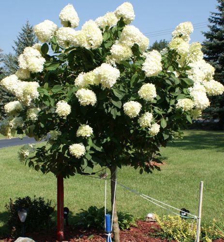 Hortensja bukietowa Limelight na pniu  