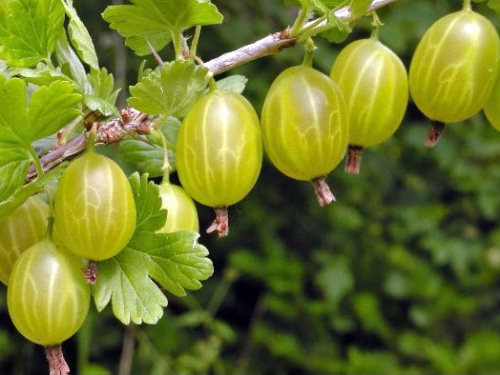 Agrest INVICTA - krzew w doniczce