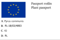 Grusza kolumnowa XENIA