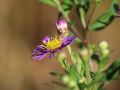 Aster EZO MURASAKI