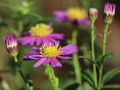 Aster EZO MURASAKI