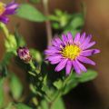 Aster EZO MURASAKI