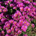 Aster JENNY