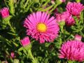 Aster JENNY