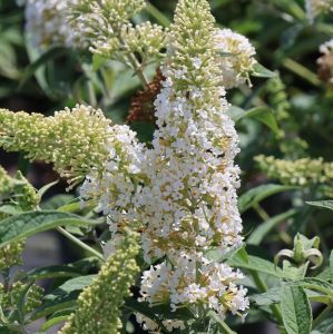 Budleja Dawida REVE DE PAPILLON WHITE 