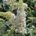 Budleja Dawida REVE DE PAPILLON WHITE