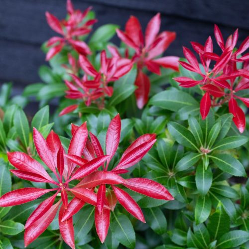 PIERIS Japoński RED MILL