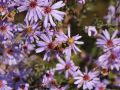 Aster sercolistny LITTLE CARLOW