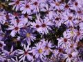 Aster sercolistny LITTLE CARLOW