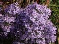 Aster sercolistny LITTLE CARLOW