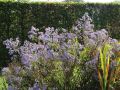 Aster sercolistny LITTLE CARLOW