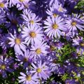 Aster sercolistny LITTLE CARLOW