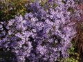 Aster sercolistny LITTLE CARLOW