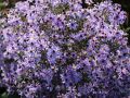 Aster sercolistny LITTLE CARLOW