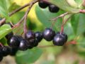 Aronia VIKING