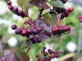 Aronia VIKING