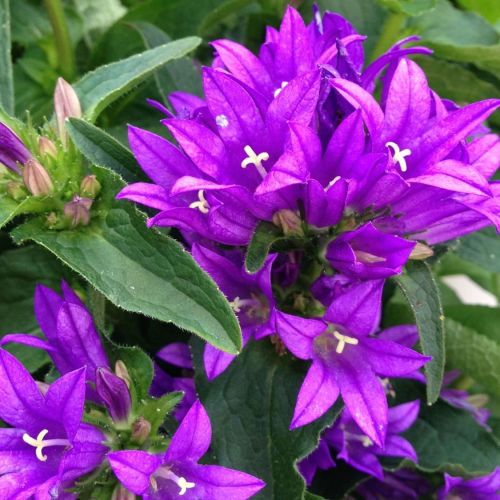 Dzwonek Skupiony GENTI BLUE 