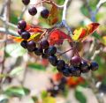 Aronia VIKING