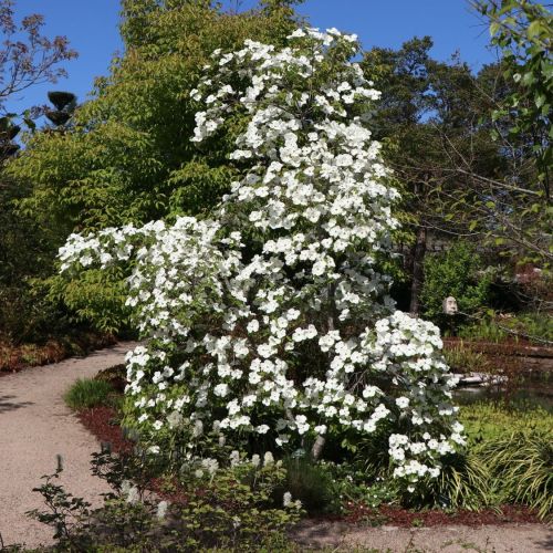 Dereń kousa EDDIES WHITE WONDER