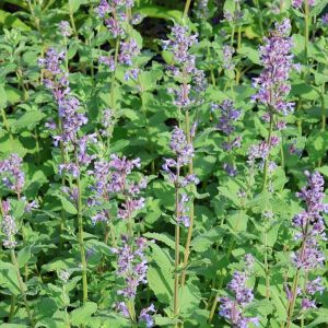 Kocimiętka SUMMER MAGIC