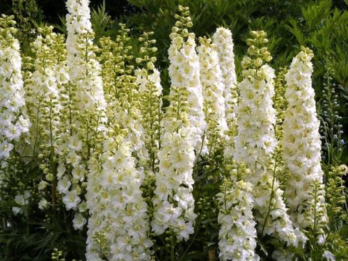 Ostróżka Ogrodowa GALAHAD