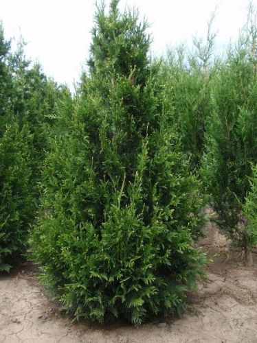 Thuja CAN-CAN