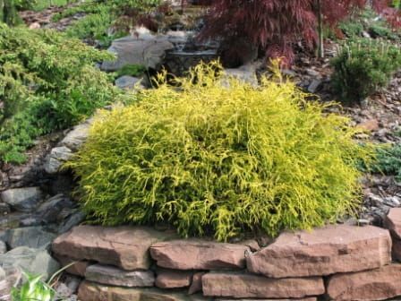 Cyprysik groszkowy AUREA NANA