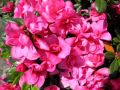 Azalia japońska MELINE