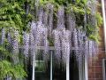 Wisteria Kwiecista LUDWIK LAWIN