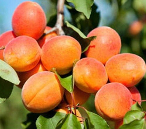 Morela ZALESZCZYCKA W DONICZCE