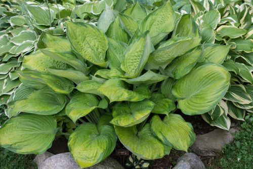 Funkia - Hosta FINAL SUMMATION