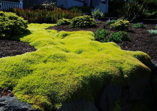 Karmnik ościsty Lime Moss