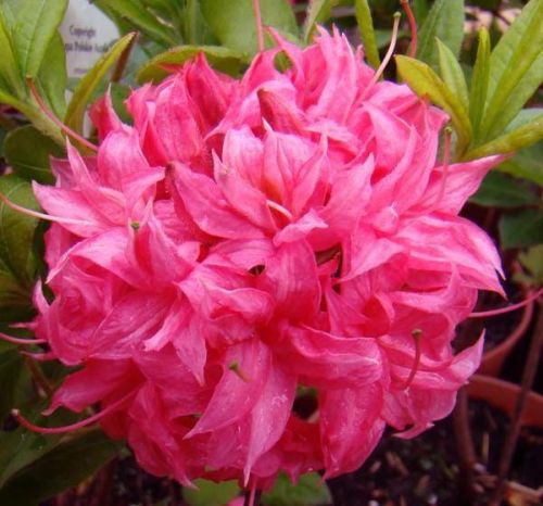 Azalia wielkokwiatowa HOMEBUSH